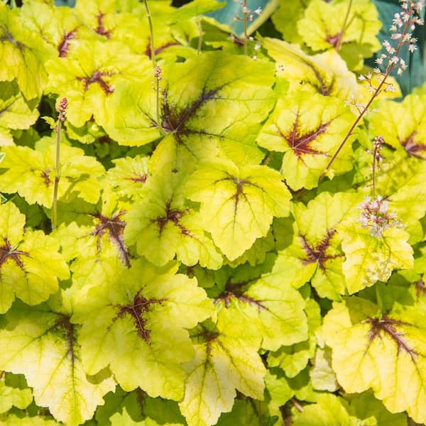 Breck's Catching Fire Heucherella Dormant Bare Root Perennial Starter Plant (1-Pack)