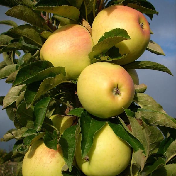 Organic Triumph® Semi-Dwarf Apple Tree - Fruition Seeds