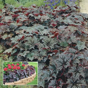 2.50 Qt. Pot, Palace Purple Coral Bells, Flowering Potted Perennial Plant (1-Pack)