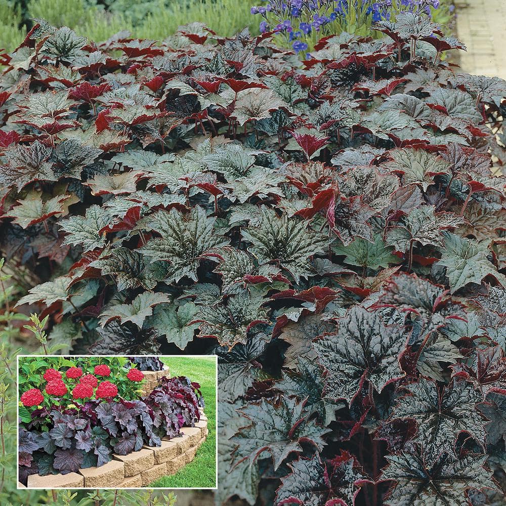 Spring Hill Nurseries 1 Gal. Pot, Palace Purple Coral Bells Potted ...