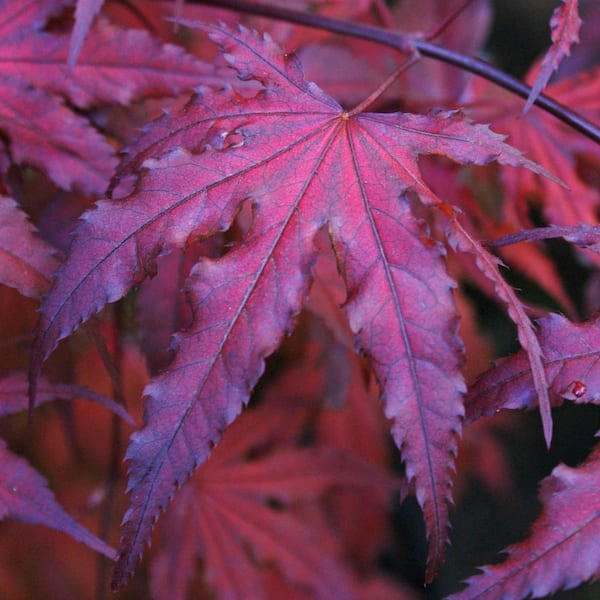 BELL NURSERY 7 Gal. Red Maple Acer Plant 1001694319 - The