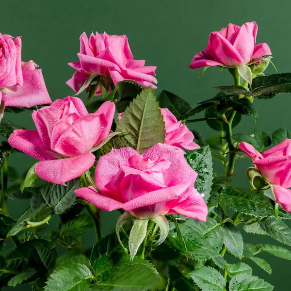 national PLANT NETWORK Bareroot Beverly Eleganza Rose Plant with
