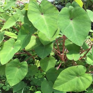 Givhandys 4 in. Potted Pink China Taro Bog/Marginal Aquatic Pond Plant Perennial