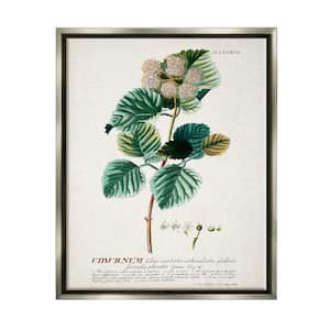 Botanical Plant Illustration Seeds Vintage Design by World Art Group Floater Frame Nature Wall Art Print 21 in. x 17 in.