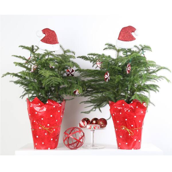 Costa Farms Fresh Norfolk Island Pine In 6 In Grower Pot With Christmas Wrap And Topper 2 Pack 6norfolkpine2pk The Home Depot