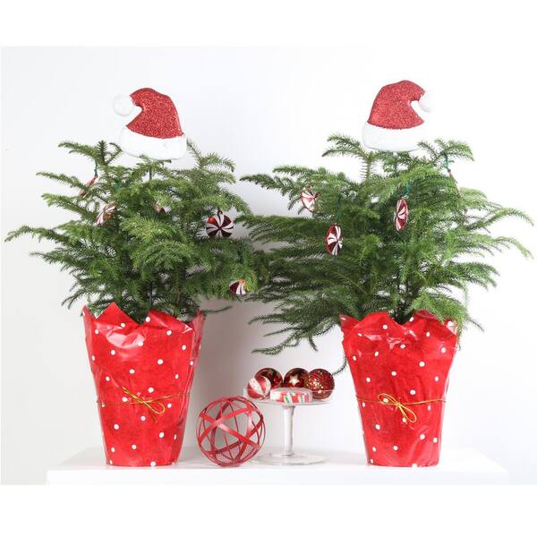 Costa Farms Fresh Norfolk Island Pine In 6 In Grower Pot 18 In To In Tall With Christmas Wrap And Topper 2 Pack 6norfolkpine2pk