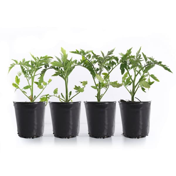 Unbranded 1 Gal. Big Beef Red Tomato Plant (4-Pack)