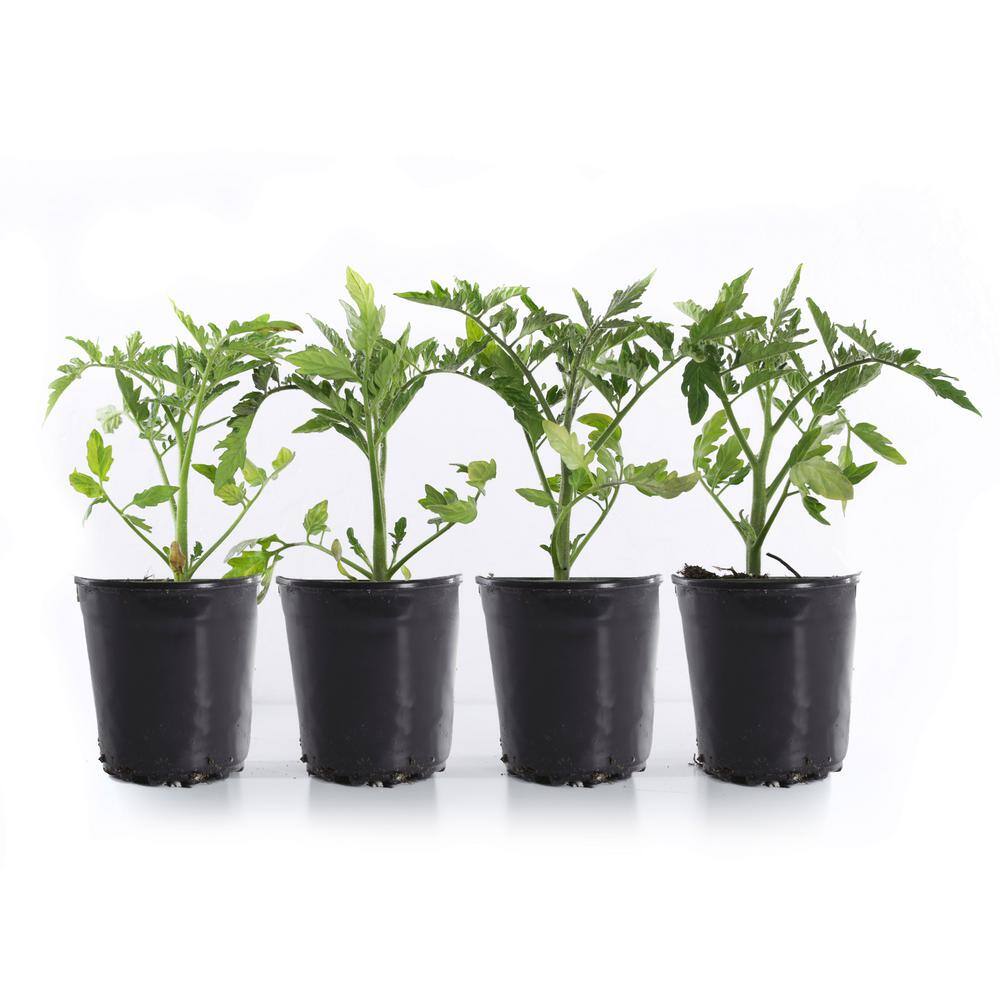 1 Gal. Early Girl Red Tomato Plant (4-Pack)