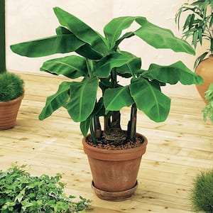 3 in. Pot Banana Dwarf (Musa) Live Potted Tropical Plant Yellow Fruit (1-Pack)