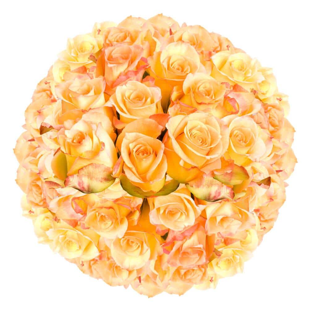 Globalrose 100 Stems of Yellow with Red Tips Latin Beauty Roses Fresh