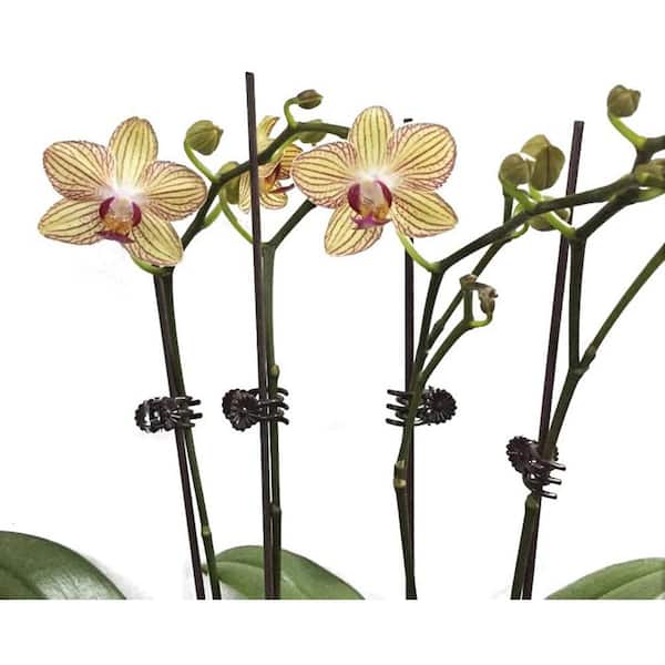 30Pcs Orchid Support Clips Plant Garden Flower Plastic Stem Clips Upright Mini 
