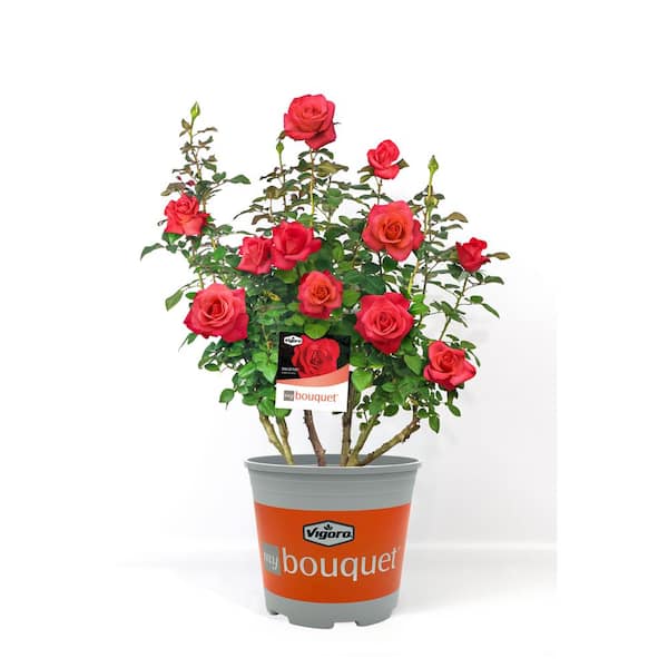 2 Gal. Ring of Fire Rose with Coral-Orange Flowers