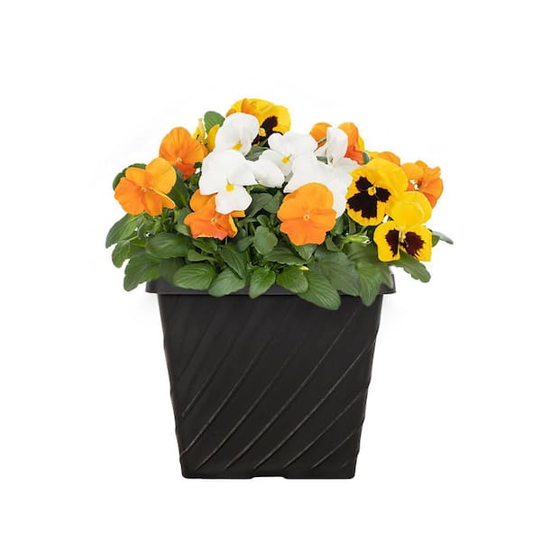 METROLINA GREENHOUSES 1 Gal. Pansy Spring Daffodil Mix in Decorative Planter Annual Plant (1-Pack)
