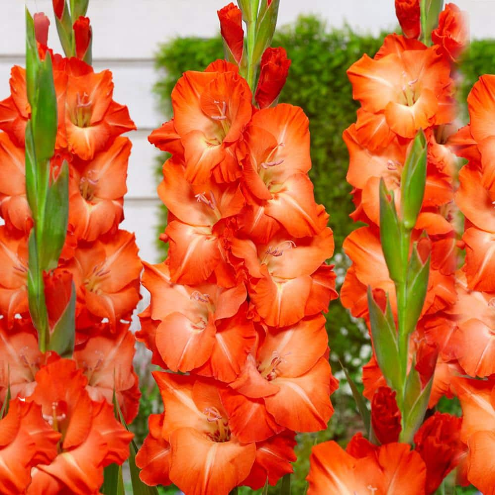 Garden State Bulb 12 cm/14 cm, Orange Stormy Gladiolus Flower Bulbs ...