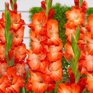 12 cm/14 cm, Orange Stormy Gladiolus Flower Bulbs (Bag of 30)