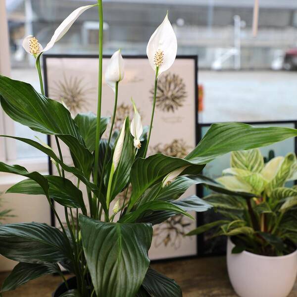 banana plant care indoor Live Musa Banana Tree - Dwarf Banana Tree
