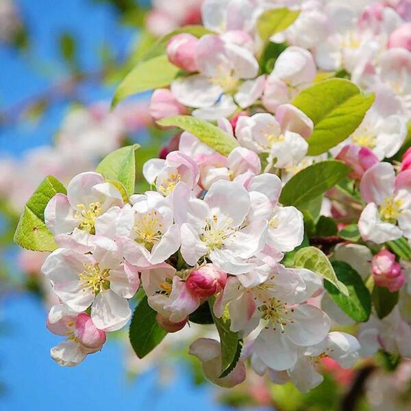 Unbranded - 1 Gal. Sugar Tyme Crabapple Tree