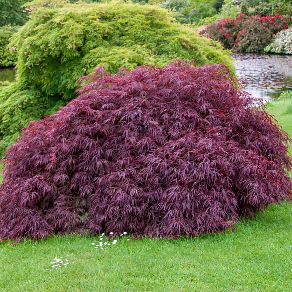 Spring Hill Nurseries 2.25 Gal. Pot Tamukeyama Japanese Maple ...