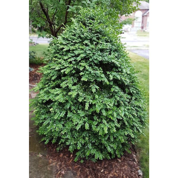 2.25 Gal. Green Mountain Live Boxwood (Buxus) Live Shrub