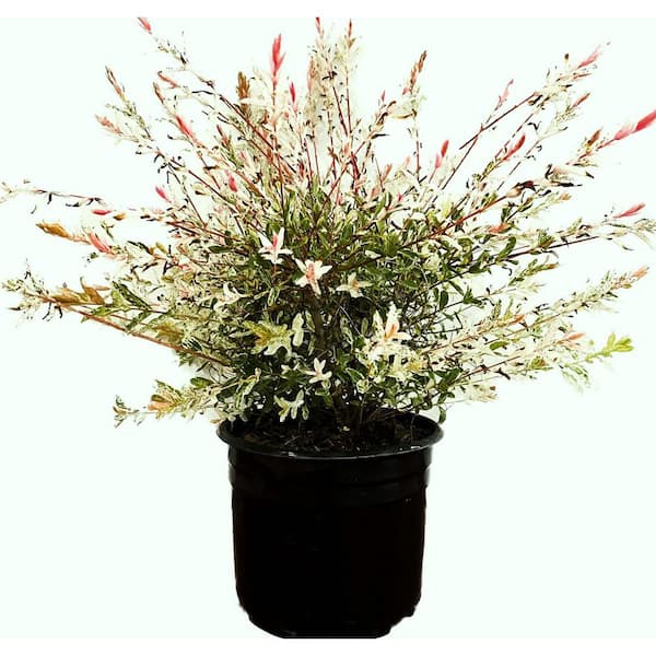 2.25 Gal. Dappled Willow (Salix) Live Shrub with Green, White, Pink Foliage