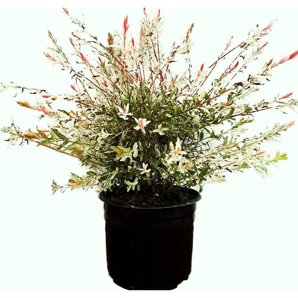 2.25 Gal. Dappled Willow (Salix) Live Shrub with Green, White, Pink Foliage