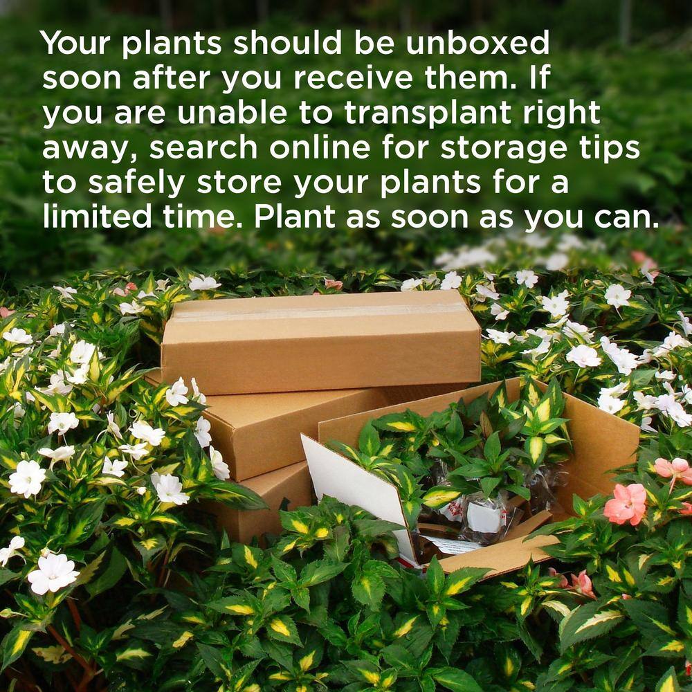 2.5 qt. White Jasmine Sambac Plant in Pot