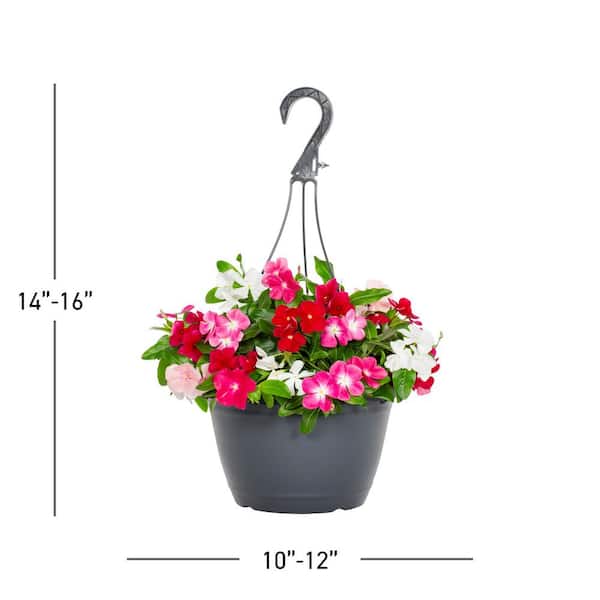 METROLINA GREENHOUSES 1.25 Gal. Vinca Trailing Decorative Hanging