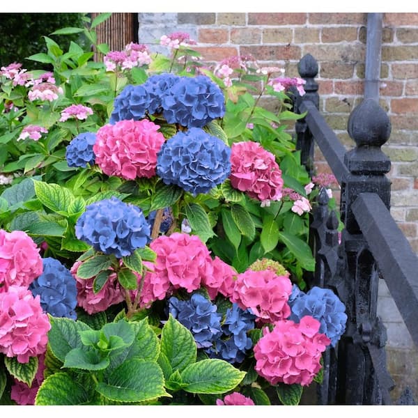 【Hydrangea】 Girl Next Door 1-Piece Pop Star Hydrangea Live Plant - QVC.com