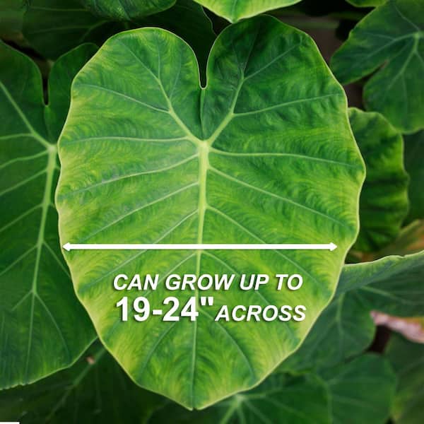 Garden State Bulb 7/9 in. Colocasia Esculenta Elephant Ear Bulbs (Bag of 5)  ECS-02-05-01 - The Home Depot