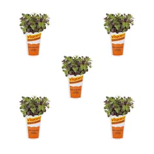 1.5-Pint Sedum Sunsparkler Firecracker Green Perennial Plant (5-Pack)