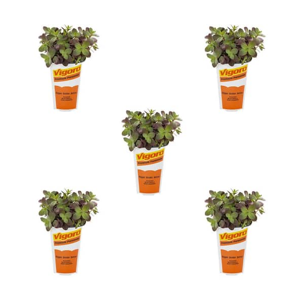 Vigoro 1.5-Pint Sedum Sunsparkler Firecracker Green Perennial Plant (5-Pack)