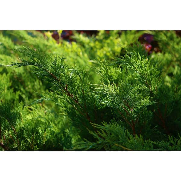 1 Gal. Broadmoor Juniper Shrub Excellent Evergreen Ground Cover with Graceful Spreading Foliage Drought Tolerant