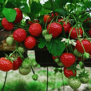 Van Zyverden Everbearing Strawberries Chandler 20-Plant Roots