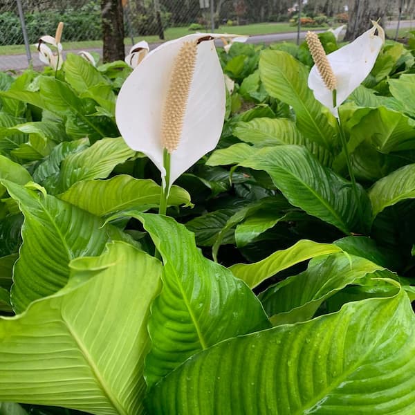 stoel diep Actie OnlinePlantCenter 3 Gal. Peace Lily (Spathiphyllum) Plant with White  Flowers S5507G3 - The Home Depot
