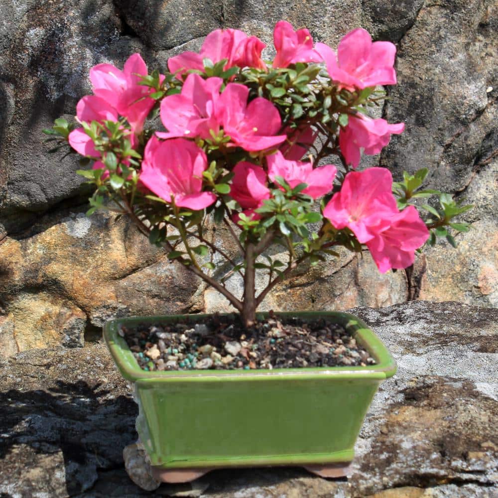 Small Pink Satsuki Azalea Bonsai in Ceramic Planter