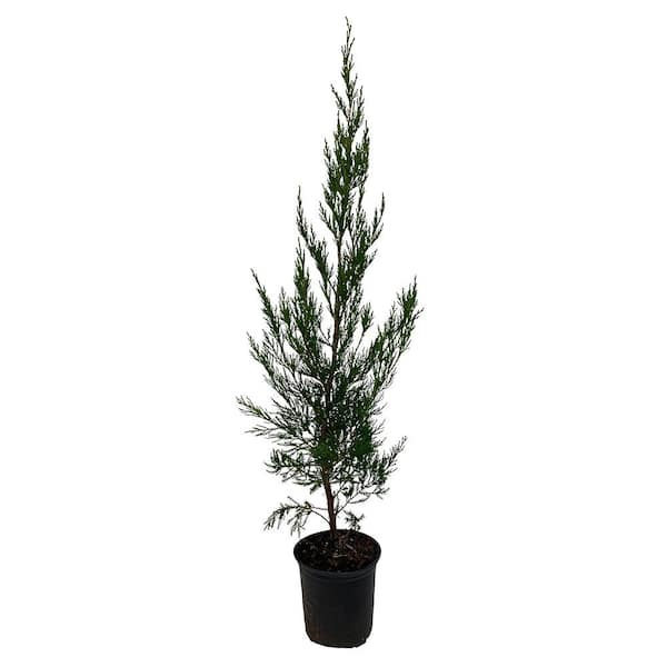 FLOWERWOOD 2.5 Qt. Green Columnar Juniper Tree (Hetzi Columnaris) with ...