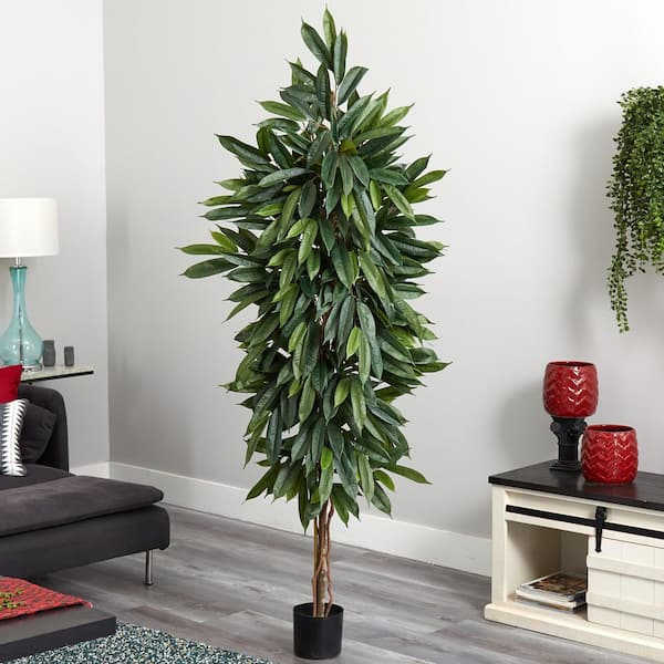 money plant golden pothos Golden Money Plant, Golden Pothos