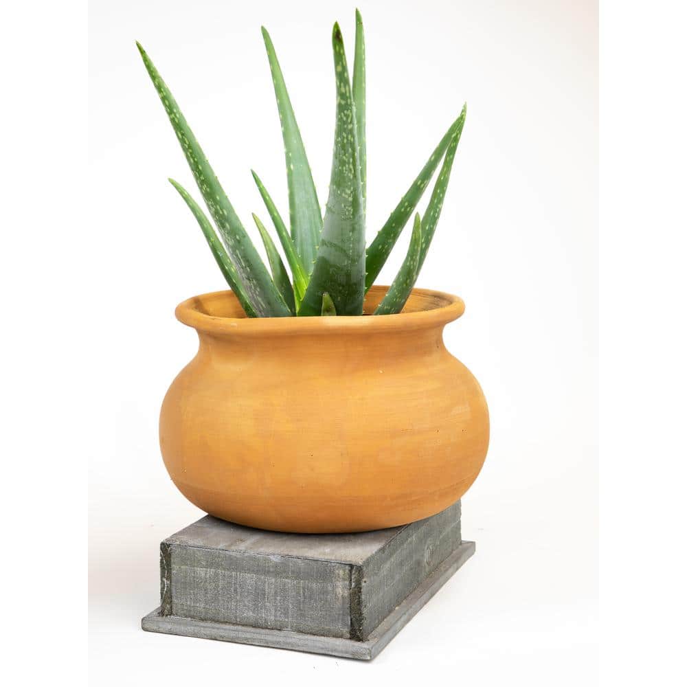 Large Green Aloe Vera Succulent in Black Plastic Pot