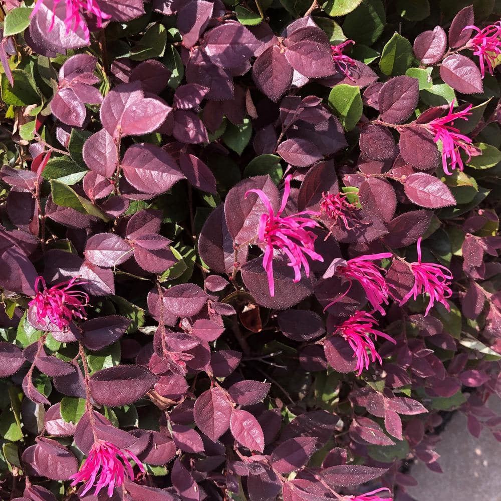 2 Gallon Purple Daydream Loropetalum Shrub with Pink Blooms