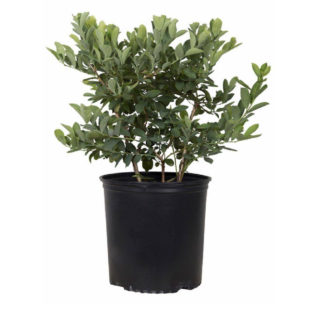 flowerwood-fruit-plants-
