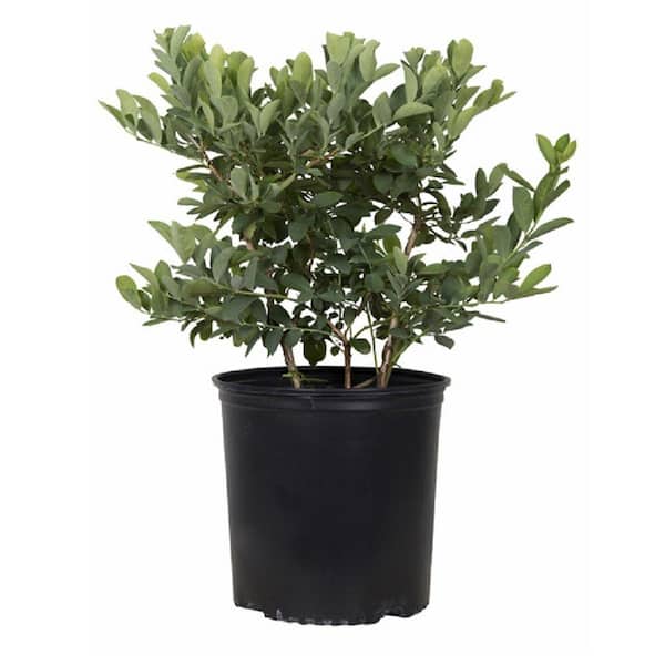 FLOWERWOOD 2.5 Gal - Premier Blueberry (Rabbiteye) Bush - Fruit-Bearing Shrub