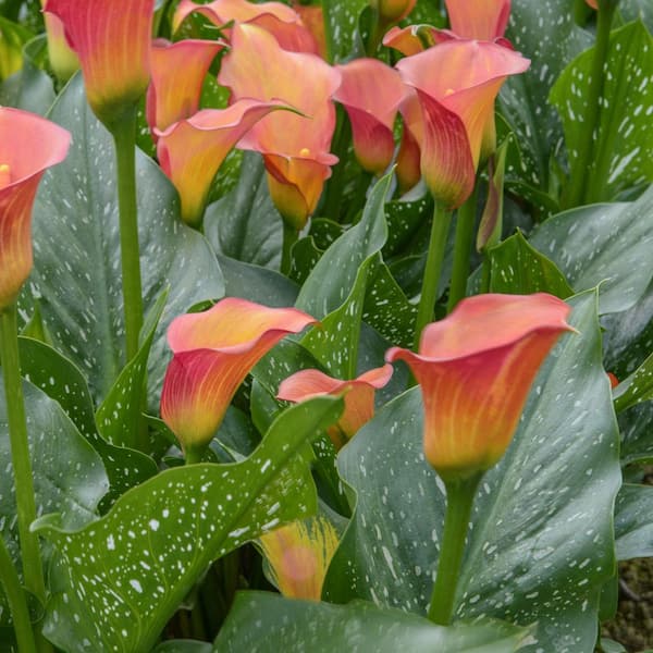 Calla Lily Qatar Bulb (3-Pack)