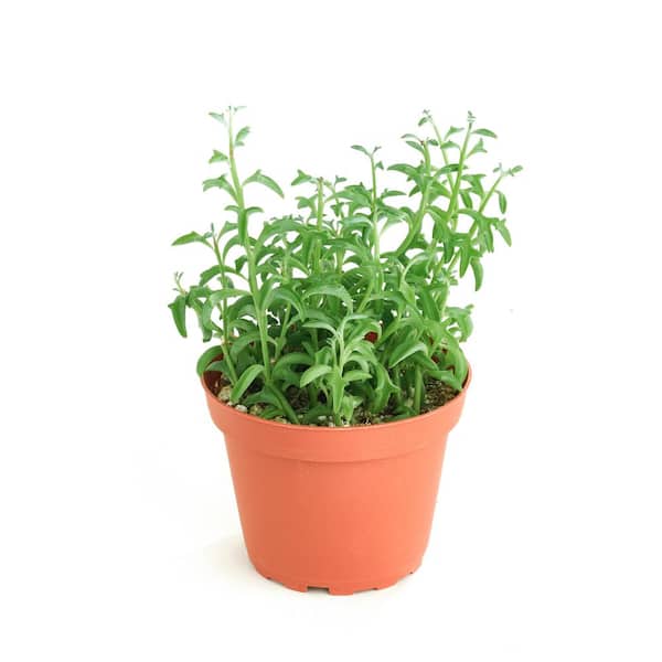 Shop Succulents String of Dolphins Hanging Succulent, Senecio Peregrinus, Fully Rooted Live 4 in. Succulent Plant