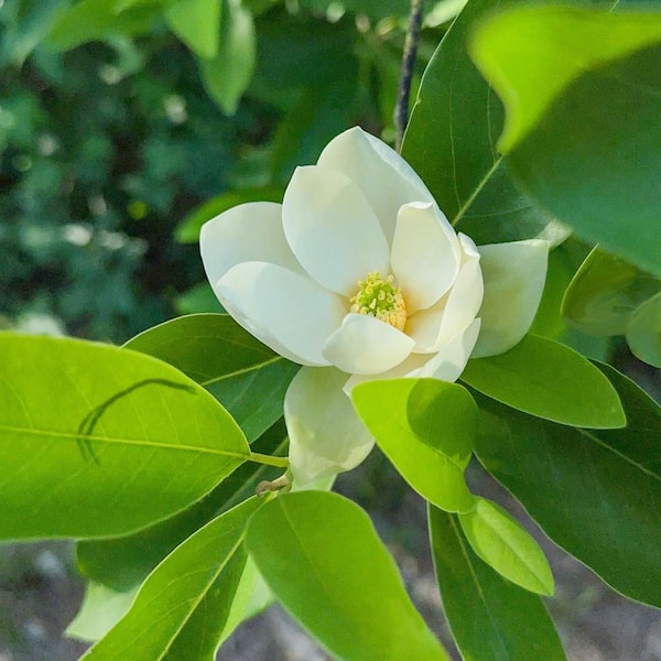 national PLANT NETWORK 2 gal. Magnolia Moonglow HD2656 - The Home