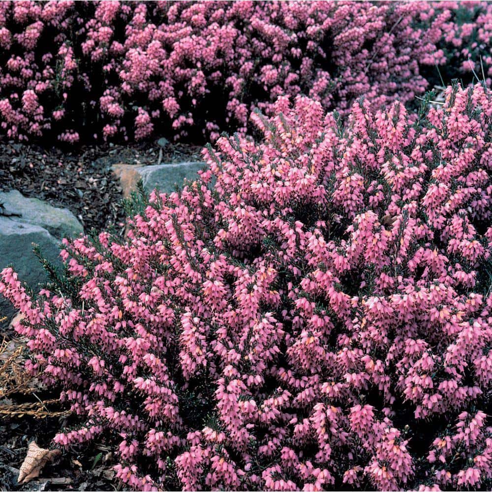 DIRECT GARDENING 1 Gal. Pot, Kramers Red Flowering Heather Erica