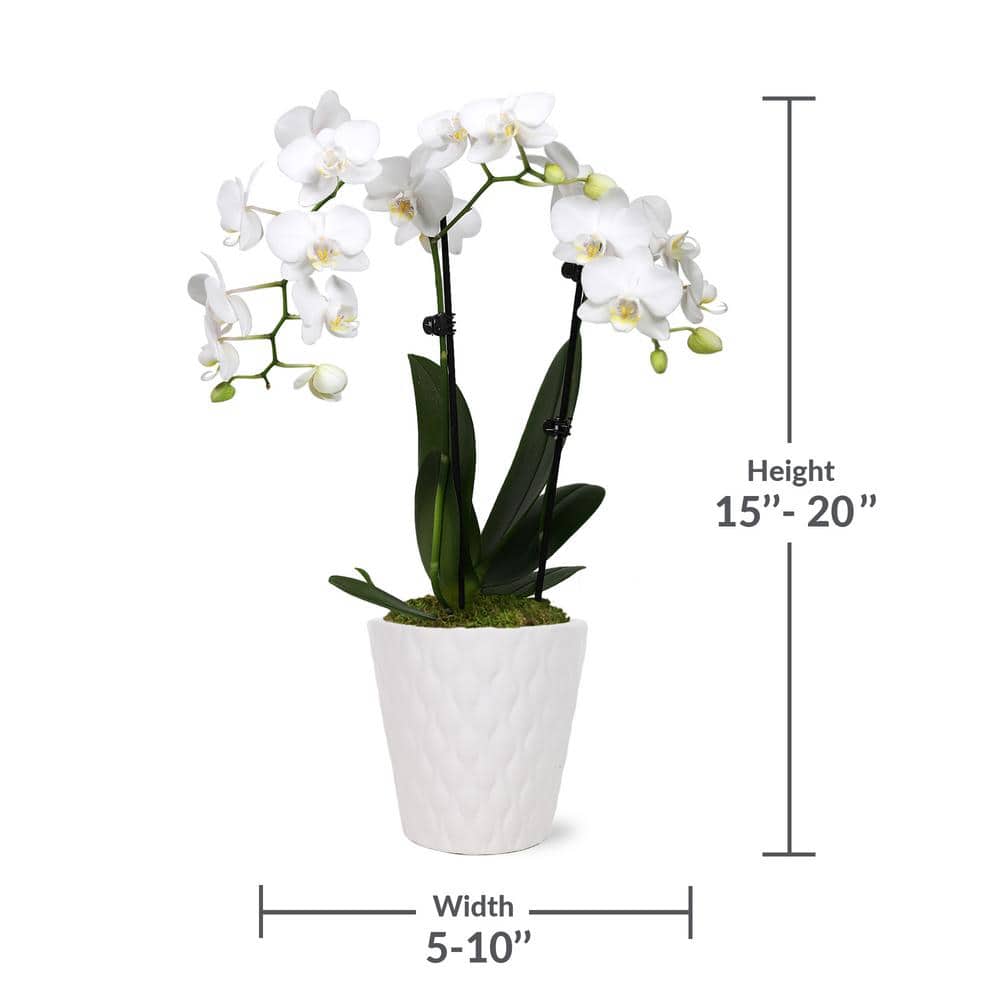 White Phalaenopsis Orchid in Beige Ceramic Pot