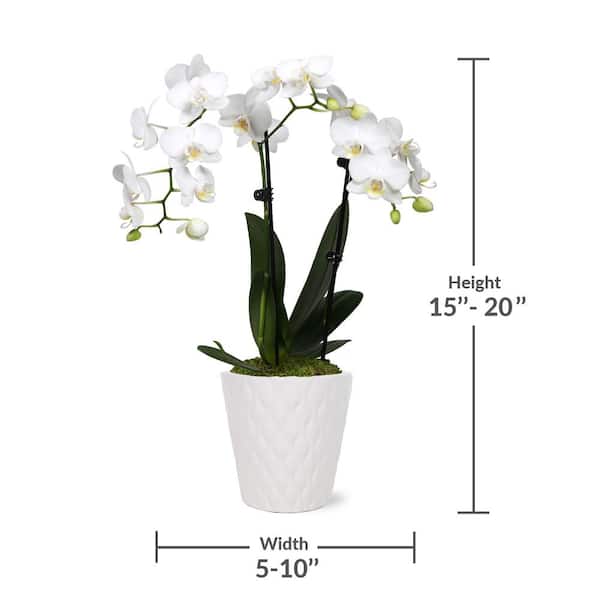 Just Add Ice Orchid (Phalaenopsis) Petite White with Yellow Throat