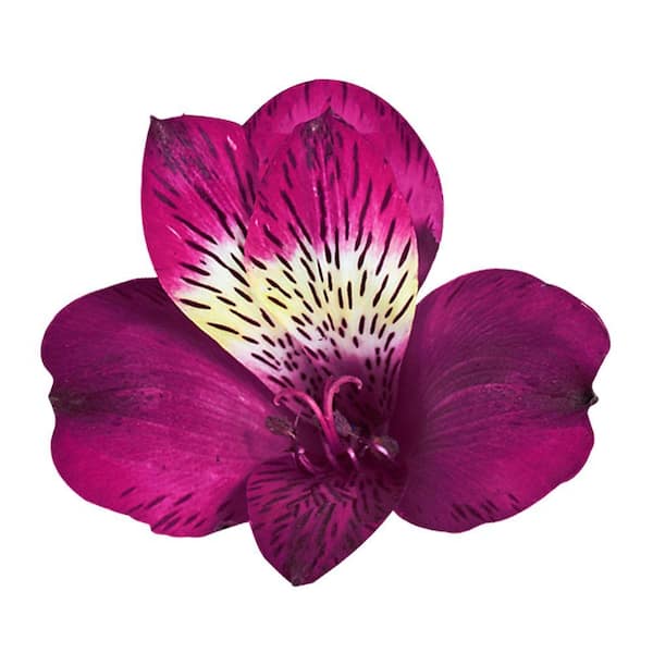 Globalrose Fresh Purple Alstroemeria (100 Stems - 400 Blooms)
