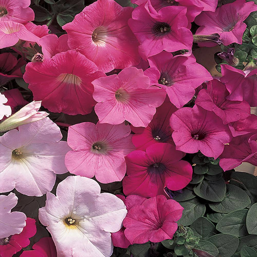 EASY WAVE 0.272 L Multicolor Easy Wave Petunia Annual Plant with ...