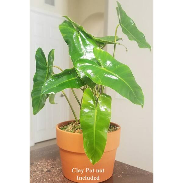 swiss cheese plant soil Monstera adansonii